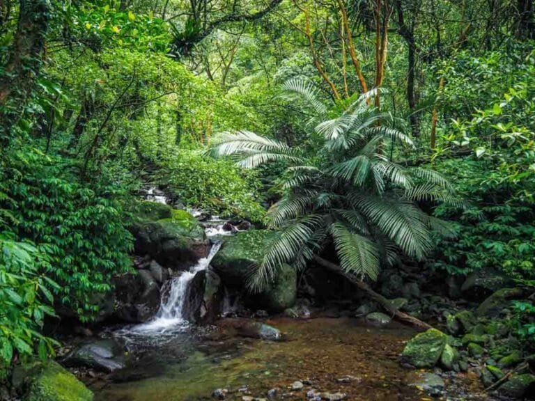 Unlock the Magic: Exploring Taipei’s Enigmatic Not – So – Secret Garden